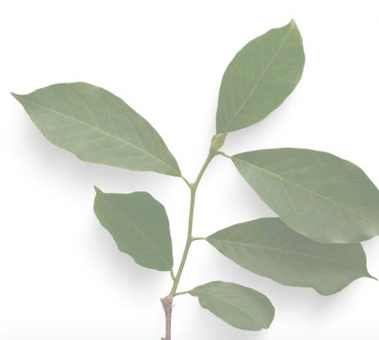 Leaf